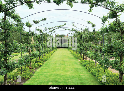 Malus Domestica 'Charles Ross', Apple Stockfoto