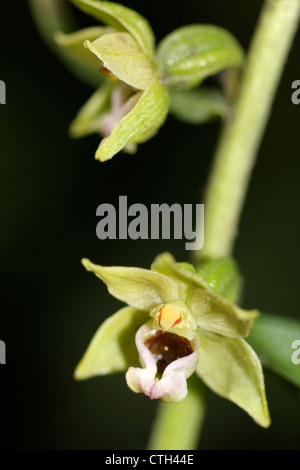 Breitblättrigen Helleborine Epipactis helleborine Stockfoto