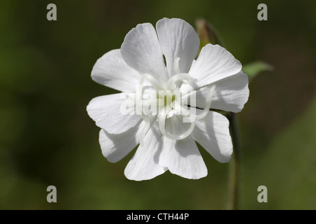 White Campion Silene alba Stockfoto