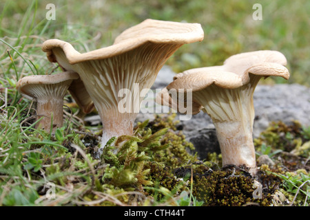 Wiese Waxcap Hygrocybe pratensis Stockfoto