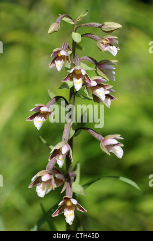 Marsh Helleborine Epipactis palustris Stockfoto