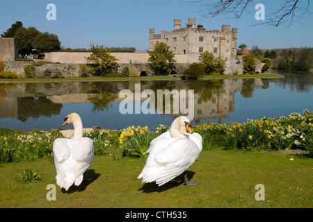 Schwäne auf Leeds Castle Stockfoto