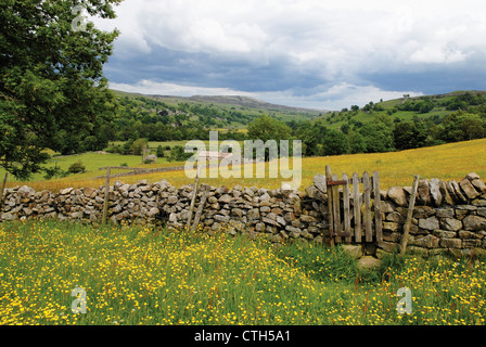 Ranunculus Acris, Meadow Buttercup Felder gelben Blüten und eine Trockenmauer in North Yorkshire Landschaft. Stockfoto