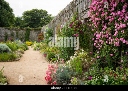 Pelargonien Alice Crousse und andere Blumen entlang der Wand von den Walled Garden in La Seigneurie auf Sark im Juni Stockfoto