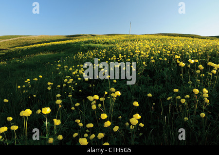 Trollblume Chinensis, Globeflower Stockfoto