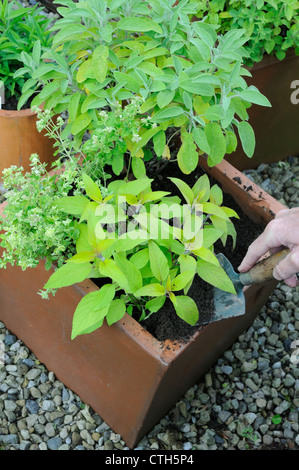 Salvia Officinalis 'Icterina', Salbei Stockfoto