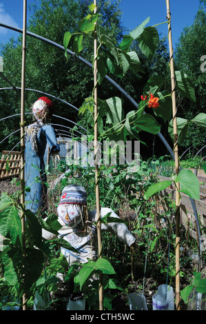 Phaseolus Coccineus, Runner bean Stockfoto