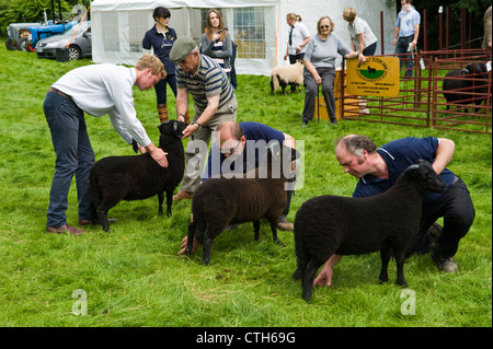 Black Welsh Mountain Schafe beurteilt in kleinen ländlichen Land zeigen auf Bauernhof am Cwmdu Powys Wales UK Stockfoto