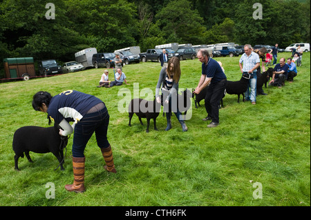 Black Welsh Mountain Schafe beurteilt in kleinen ländlichen Land zeigen auf Bauernhof am Cwmdu Powys Wales UK Stockfoto