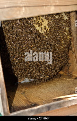 Das Innere eines Bienenstocks auf dem Bauernhof der Imker masahiro Tominaga, inadani, Präfektur Nagano, Japan Stockfoto