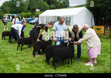 Black Welsh Mountain Schafe beurteilt in kleinen ländlichen Land zeigen auf Bauernhof am Cwmdu Powys Wales UK Stockfoto