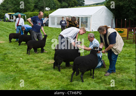 Black Welsh Mountain Schafe beurteilt in kleinen ländlichen Land zeigen auf Bauernhof am Cwmdu Powys Wales UK Stockfoto