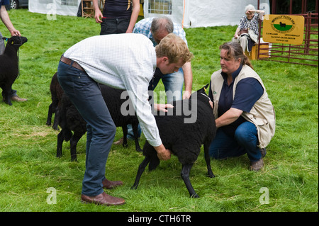 Black Welsh Mountain Schafe beurteilt in kleinen ländlichen Land zeigen auf Bauernhof am Cwmdu Powys Wales UK Stockfoto