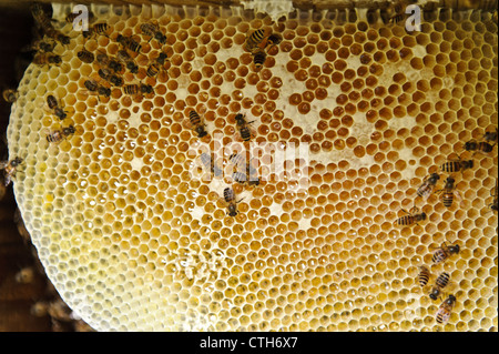 Das Innere eines Bienenstocks auf dem Bauernhof der Imker masahiro Tominaga, inadani, Präfektur Nagano, Japan Stockfoto