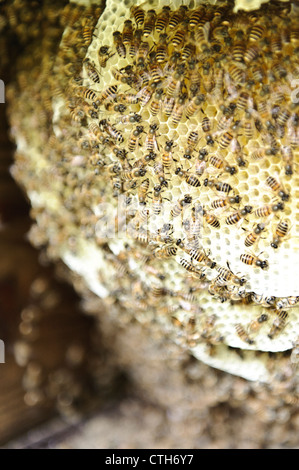 Das Innere eines Bienenstocks auf dem Bauernhof der Imker masahiro Tominaga, inadani, Präfektur Nagano, Japan Stockfoto