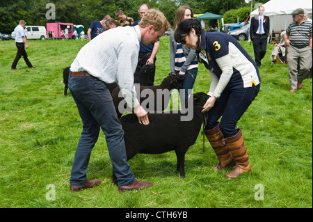 Black Welsh Mountain Schafe beurteilt in kleinen ländlichen Land zeigen auf Bauernhof am Cwmdu Powys Wales UK Stockfoto