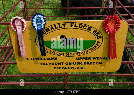 Preisgekrönten Black Welsh Mountain Schafe mit Rosetten in kleinen ländlichen Land zeigen auf Bauernhof am Cwmdu Powys Wales UK Stockfoto