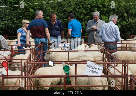 Metzger Lämmer bei kleinen ländlichen Land Show am Bauernhof bei Cwmdu Powys Wales UK Stockfoto