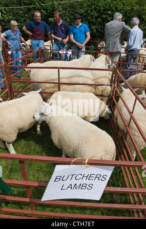 Metzger Lämmer bei kleinen ländlichen Land Show am Bauernhof bei Cwmdu Powys Wales UK Stockfoto