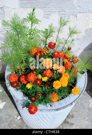 Tagetes, Ringelblume, französische Ringelblume Stockfoto