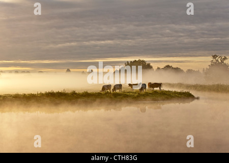 Die Niederlande, Tienhoven, Kühe im Nebel in Molenpolder. Stockfoto