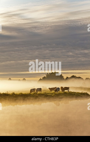 Die Niederlande, Tienhoven, Kühe im Nebel in Molenpolder. Stockfoto