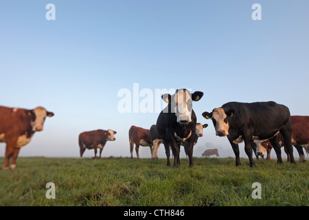 Die Niederlande, Tienhoven, Kühe im Nebel in Molenpolder. Stockfoto