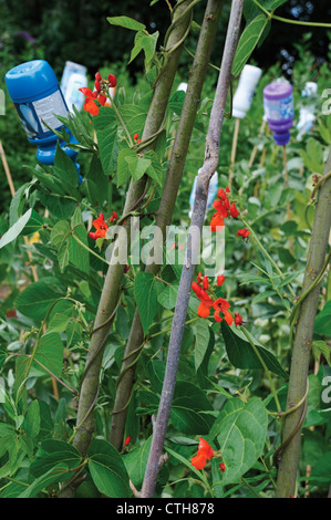 Phaseolus Coccineus, Runner bean Stockfoto