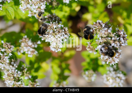 Origanum, Majoran, Oregano Stockfoto