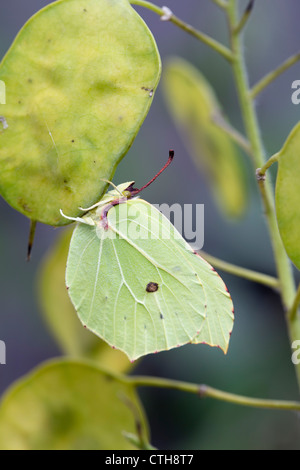 Brimstone Schmetterling; Gonepteryx Rhamni; Männlich; VEREINIGTES KÖNIGREICH; auf Ehrlichkeit Stockfoto