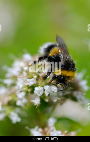 Origanum, Majoran, Oregano Stockfoto