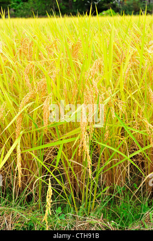 Miyozenji, Shirakawa-Go, Präfektur Gifu, Japan Stockfoto