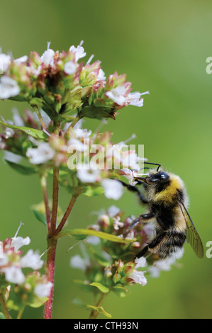 Origanum, Majoran, Oregano Stockfoto