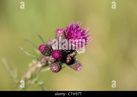 Grosse Moos Distel; Blütenstandsboden Personata; Blume; UK Stockfoto