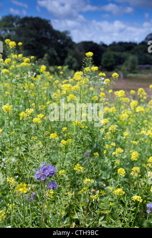 Lethytep; Cornwall; VEREINIGTES KÖNIGREICH; Bauernhof Diversifikation; Tierwelt-Wiese; Phacelia; Weißer Senf; Stockfoto