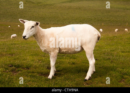 Schafe auf einem Rasen-Hügel. Stockfoto