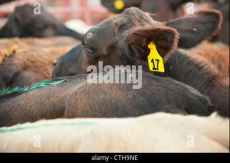 Rinder mit Nummer tag Stockfoto
