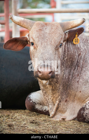 Massive Rinder Bull Verlegung auf dem Boden in einem Vieh-paddock Stockfoto