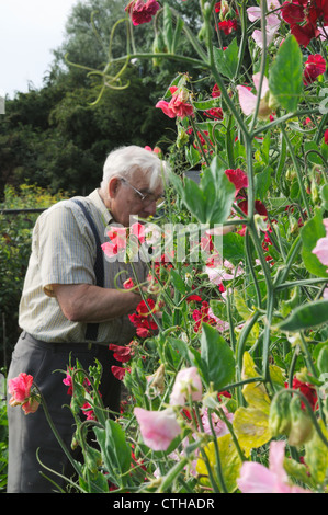 Platterbse man, duftende Platterbse Stockfoto