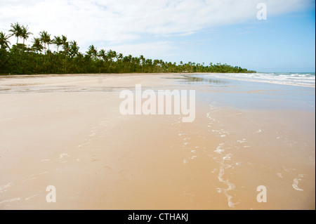 Blick nach Norden am palmengesäumten Sandstrand Wongaling bei Ebbe, Mission Beach, Cassowary Coast, Queensland, Australien Stockfoto