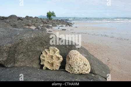 Stücke von Korallen am Mission Beach an der Kasuar Küste von Far North Queensland gefunden. Stockfoto