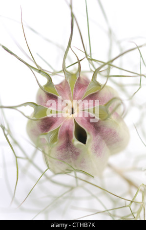 Nigella Damascena, Love-in-a-mist Stockfoto