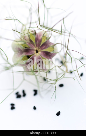 Nigella Damascena, Love-in-a-mist Stockfoto