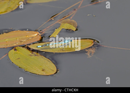 Gemeinsame blaue Damselfy thront auf Seerosenblatt Stockfoto