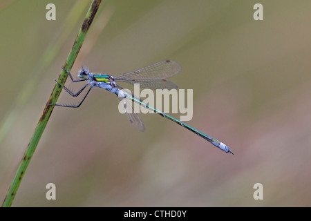 Männliche Emerald Damselfly Lestes sponsa Stockfoto