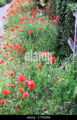 Papaver Rhoeas, Mohnfeld Stockfoto