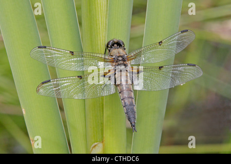 Männliche vier-spotted Chaser Libelle Stockfoto
