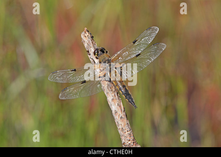 Erwachsene männliche vier-spotted Chaser Libelle Stockfoto