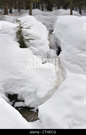 Verfolgen von eurasischen / europäische Biber (Castor Fiber) mit Folie im Schnee im Winter zu Teich im Wald, Deutschland Stockfoto