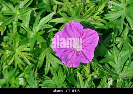 Blutige Storchschnabel / blutige Geranien (Geranium Sanguineum) in Blüte Stockfoto